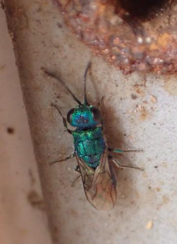 Trichrysis cyanea